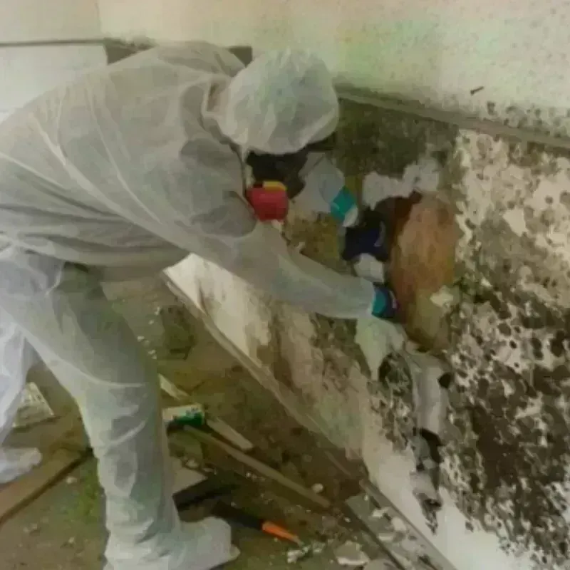 Mold Remediation and Removal in Pittsfield, IL